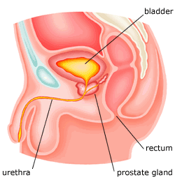 Prostate Massage - Milking the Prostate.