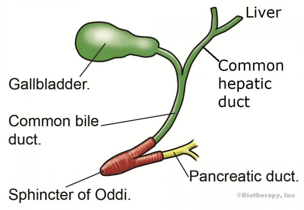 Biliary Dyskinesia 1 | Biotherapy