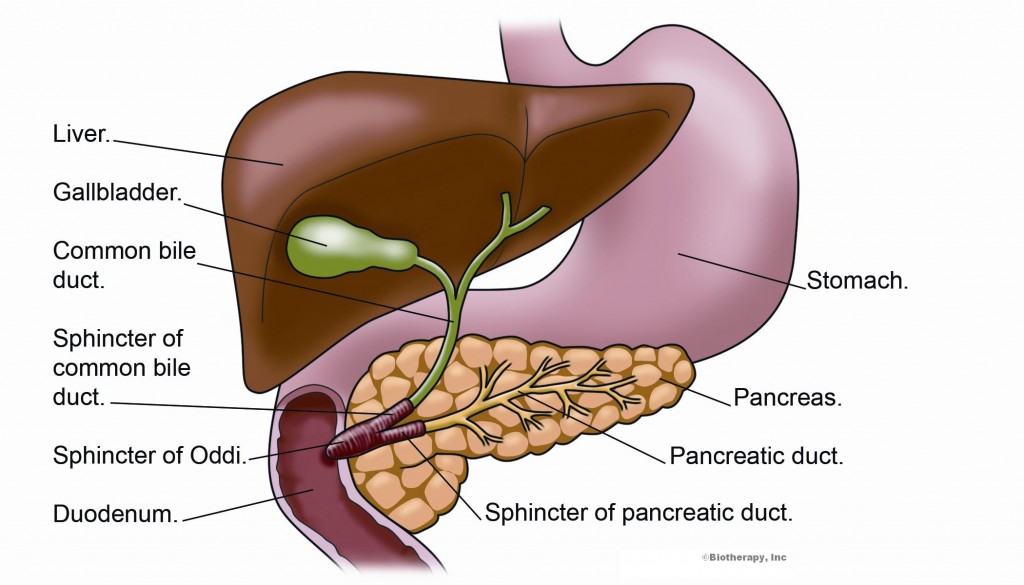 Liver And Pancreas Anatomy